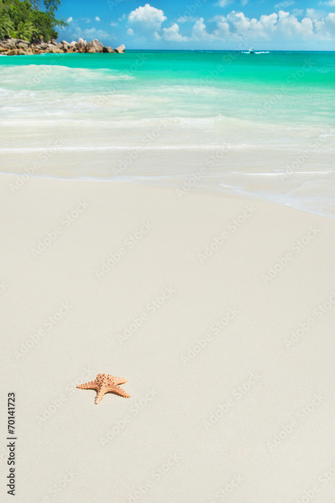 Sea star at beach Anse Georgette at Praslin, Seychelles