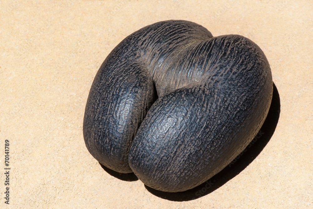 Fototapeta premium female Coco de Mer - Seychelles Sea Coconut at the sand
