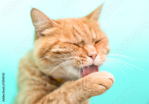 Fototapeta Naklejka Na Ścianę i Meble -  ginger cat washes