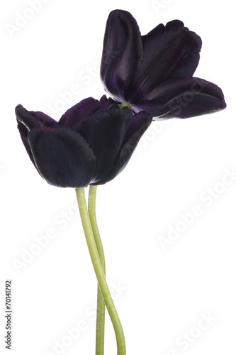 Fototapeta Naklejka Na Ścianę i Meble -  tulip