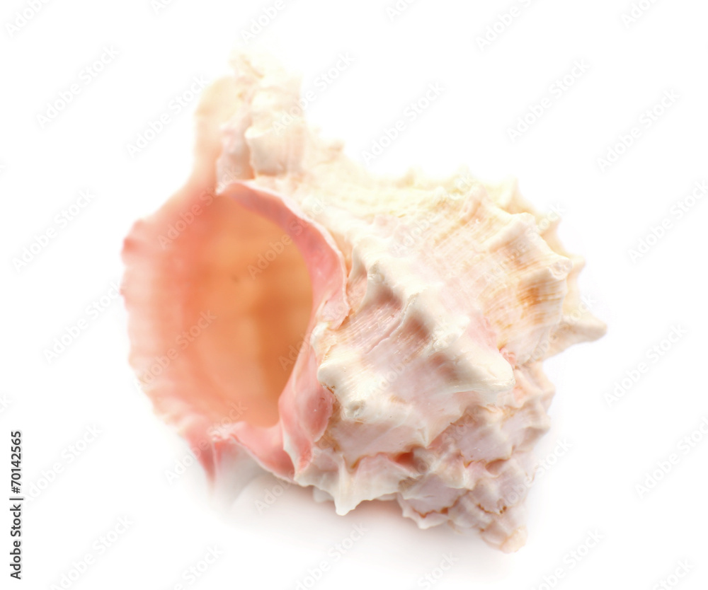 Seashell isolated on white Seashell isolated on white