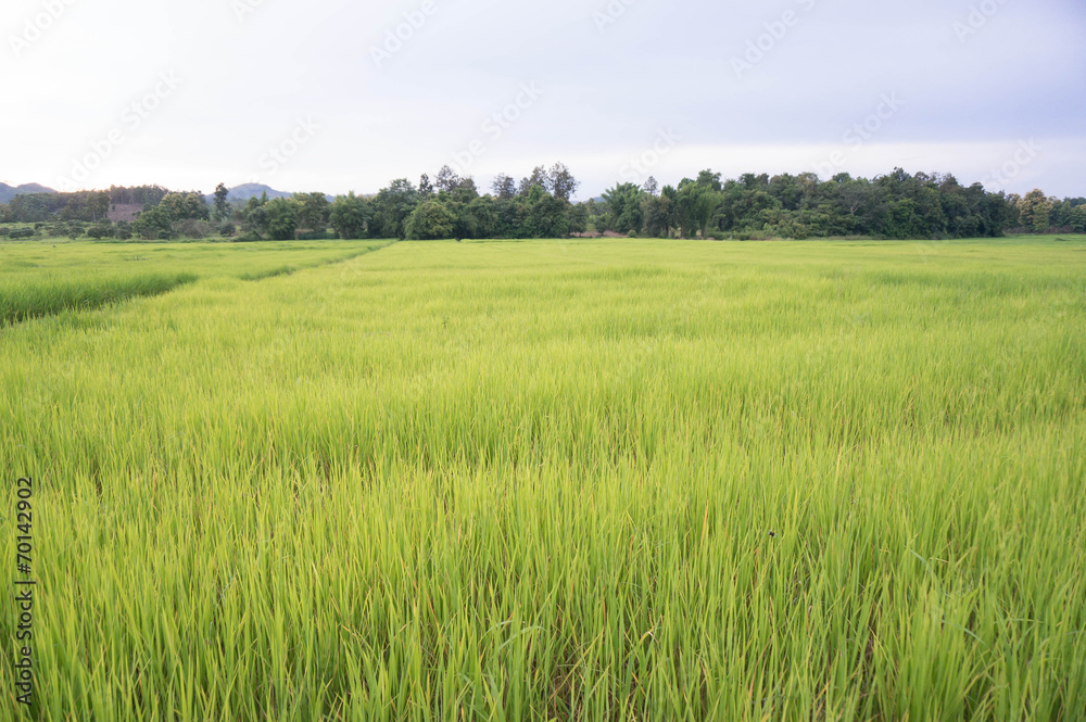 Paddy green rice or green Rice field.