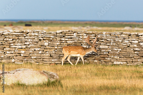 Fallow deer buck photo