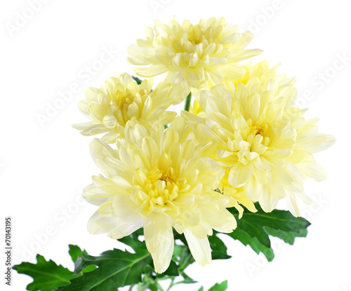 Fototapeta Naklejka Na Ścianę i Meble -  beautiful chrysanthemum flowers, isolated on white