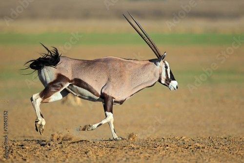 Quadro su tela Running gemsbok antelope, Kalahari desert