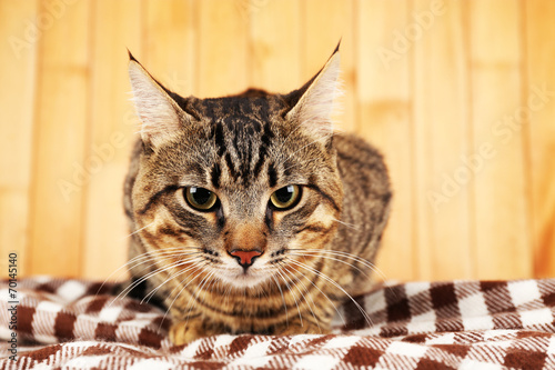Grey cat on blanket on wooden wall background © Africa Studio