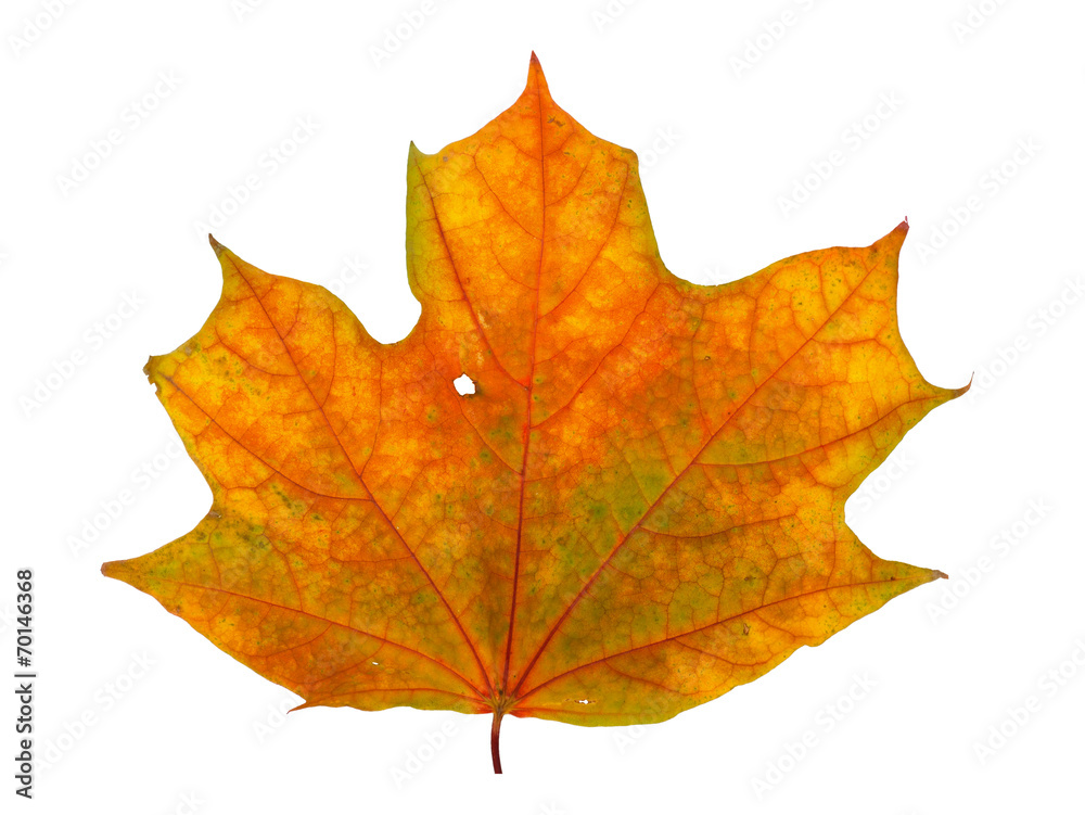 Autumn maple branch with leaves isolated on a white background Autumn maple branch with leaves isolated on a white background