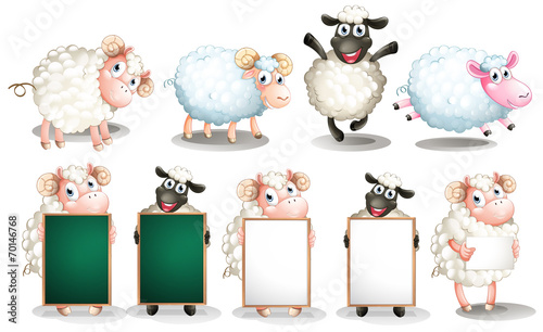 Sheep set