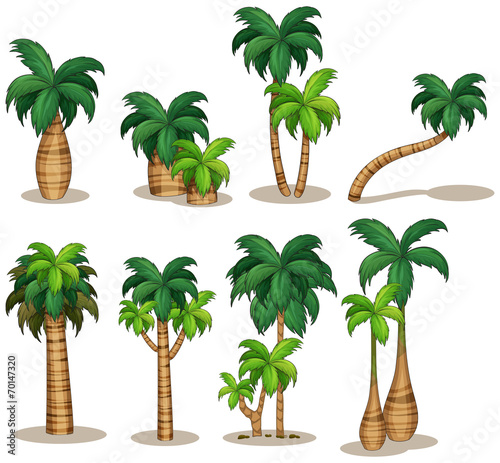 Palm trees