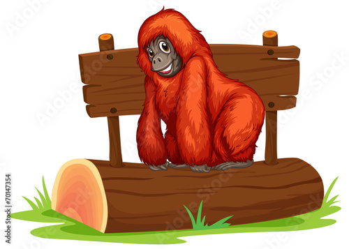 Orangutan