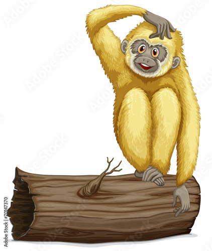 Gibbon on log