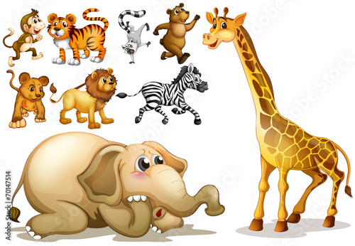 Animals set