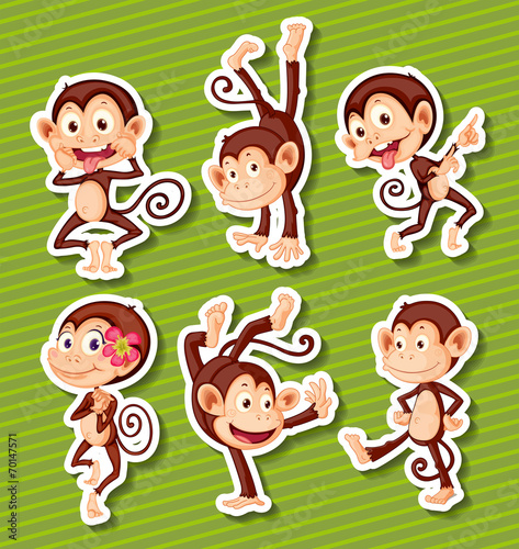Monkeys set
