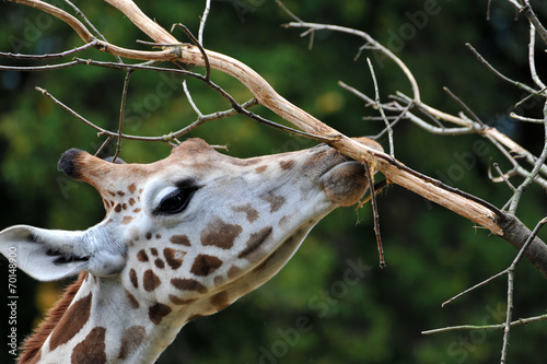 Giraffe (Giraffa camelopardalis) photo