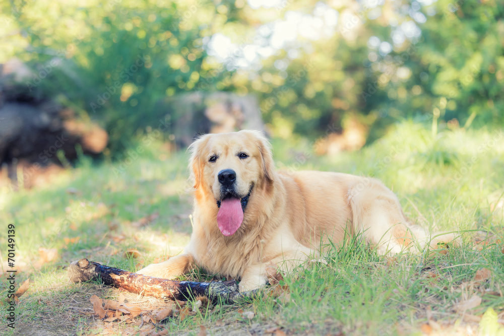 Portrait of Golden Retriever Dog
