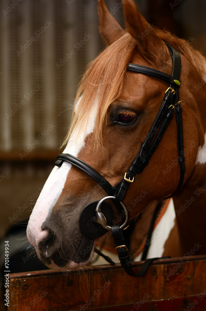 Fototapeta premium préparation du cheval