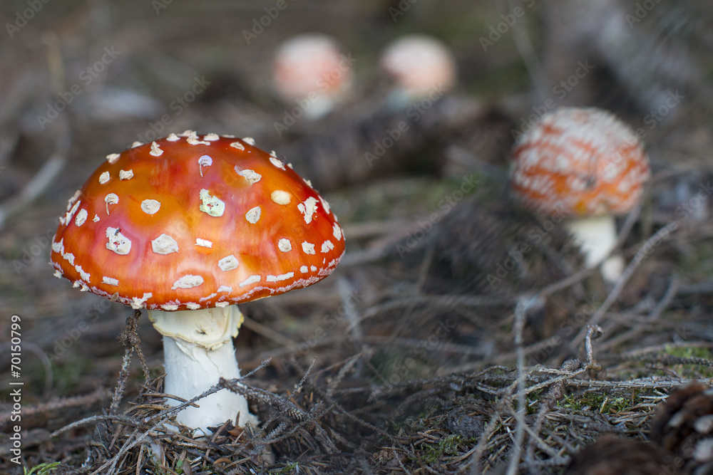 Amanita muscaria, commonly known as fly agaric Amanita muscaria, commonly known as fly agaric