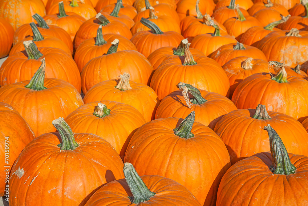 Colorful pumpkins Colorful pumpkins