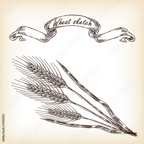 Bakery sketch.Hand drawn illustration of wheat