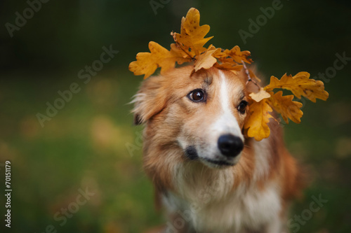 Border Collie under yellow leaves in autumn
