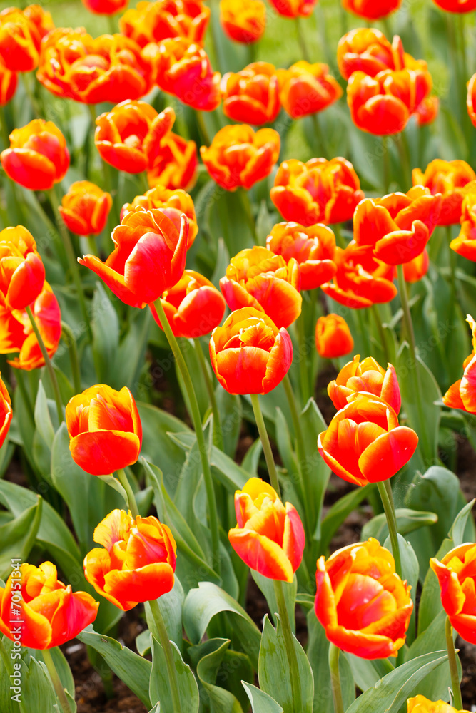 sping garden sping garden