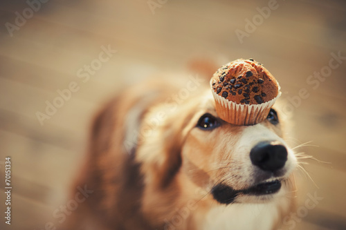 Photography border collie dog keeps cake on her nose