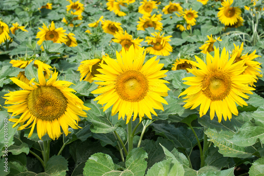 Yellow sunflowers in the field Yellow sunflowers in the field