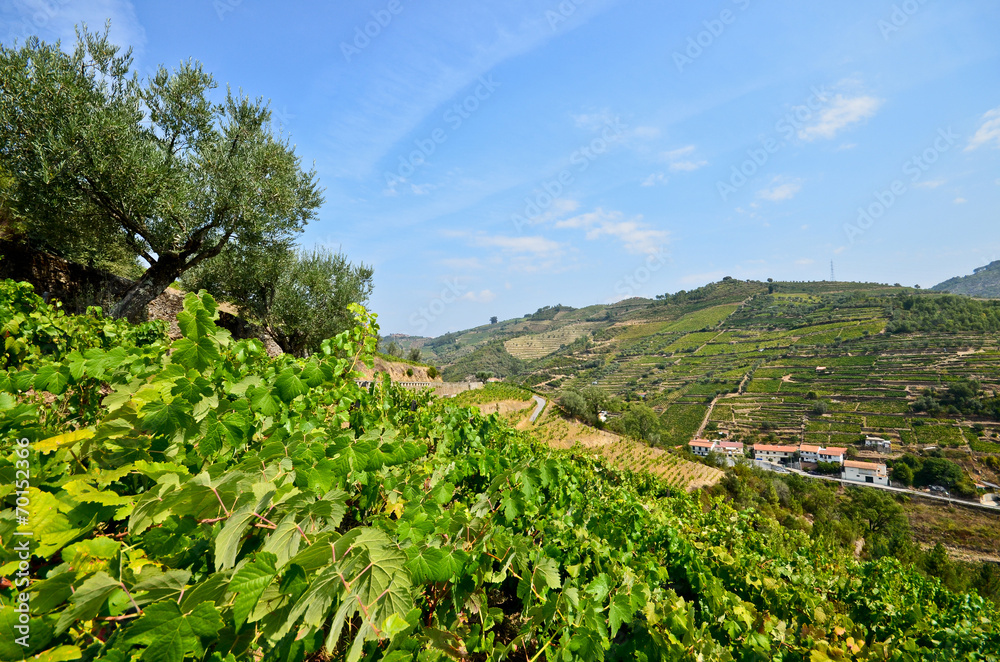 Douro Valley, Weinberge + Olivenbäume Peso da Regua, Portugal