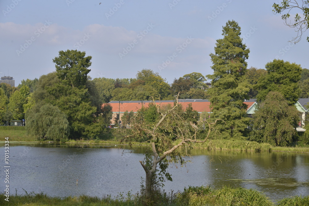 Fototapeta premium Arbre mort en face du plus grand étang du bois de Woluwe