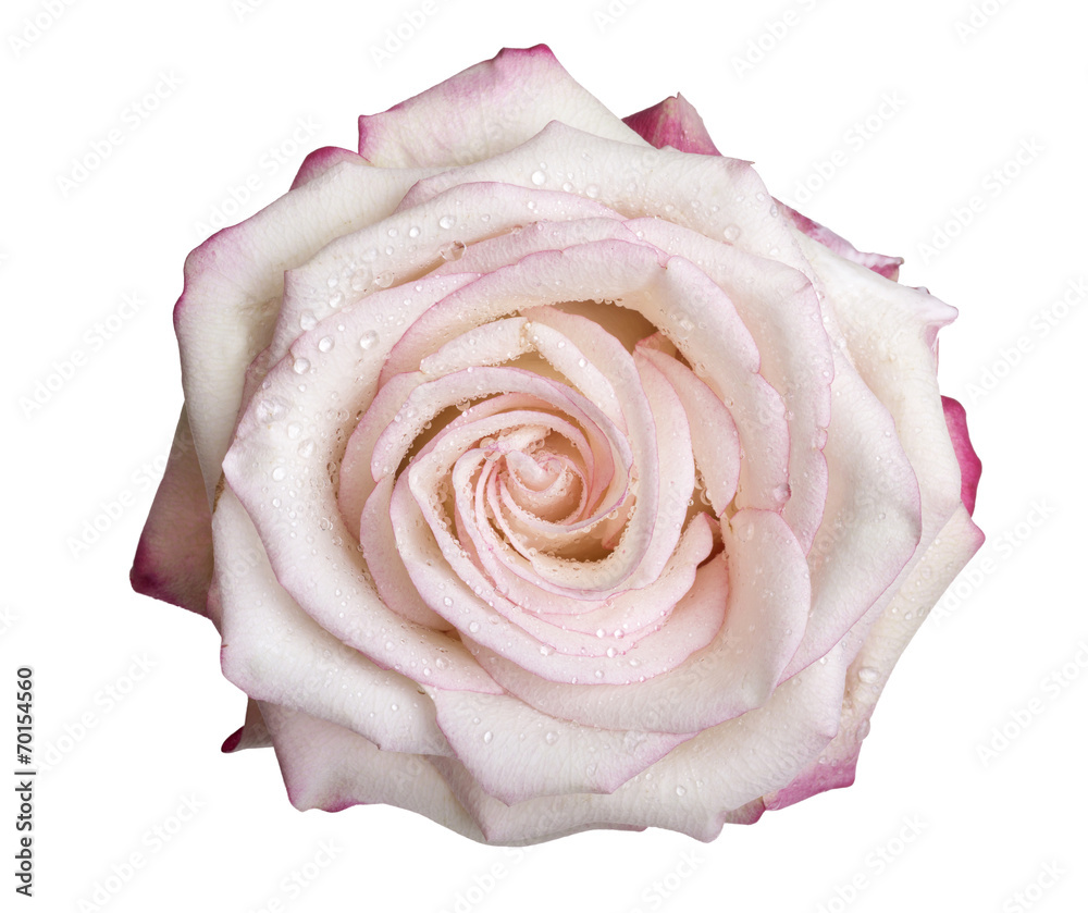 Rosa bianca con rugiada sui petali Rosa bianca con rugiada sui petali