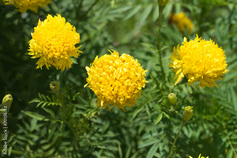 Naklejka premium Yellow Flower Marigold