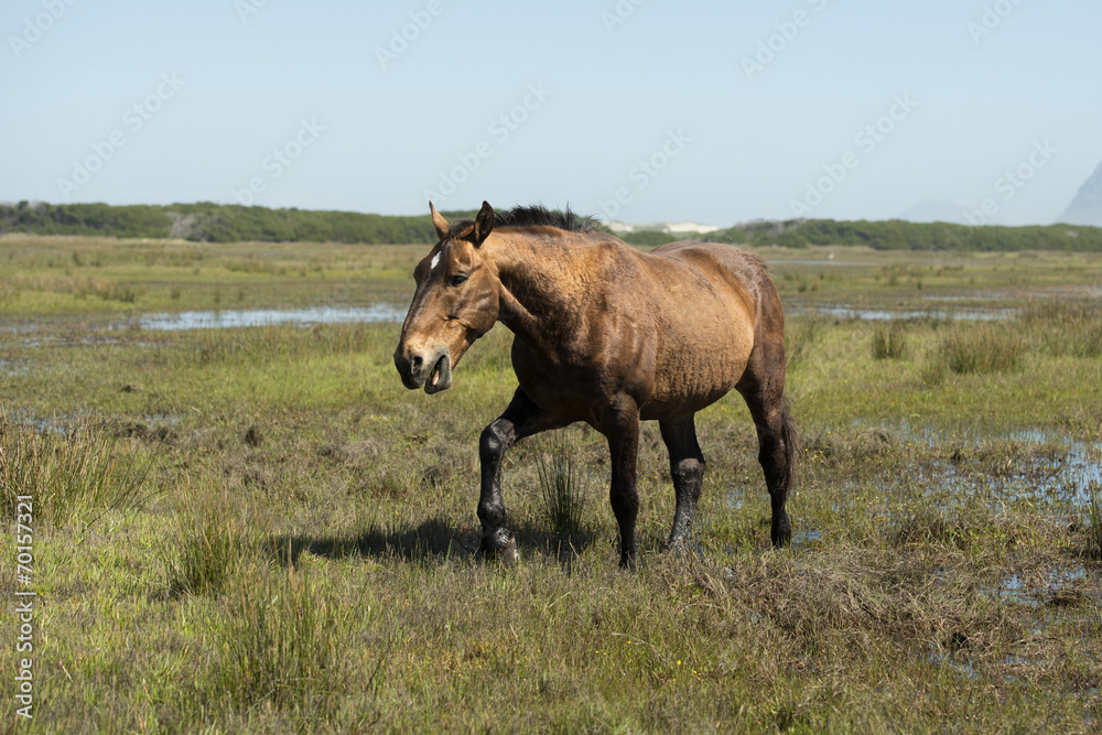 Wild horse walking