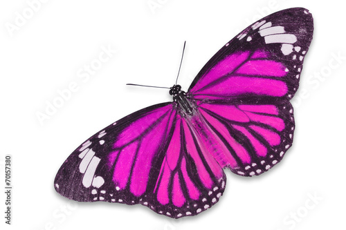 pink butterfly