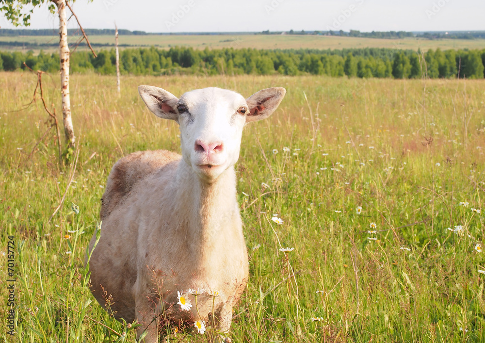 Fototapeta premium Sheep on the field
