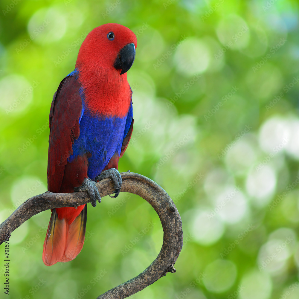 eclectus parrot for sale in sri lanka