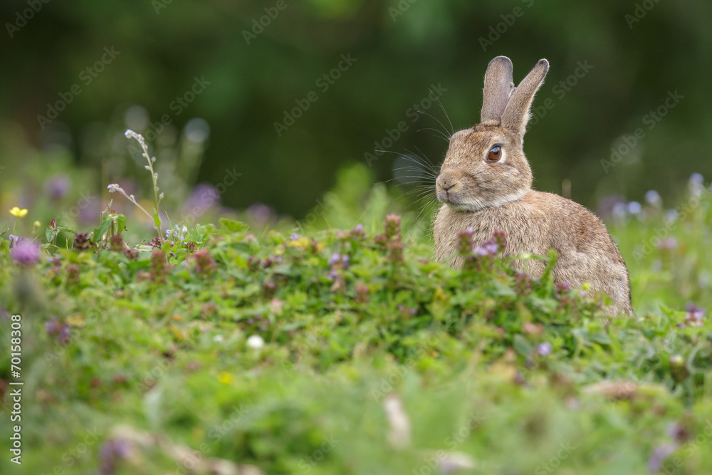 Wild rabbit, UK Wild rabbit, UK