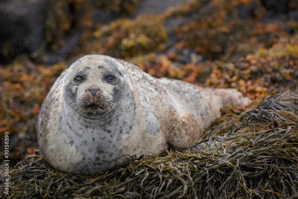 Naklejka premium Seal on coastal rocks