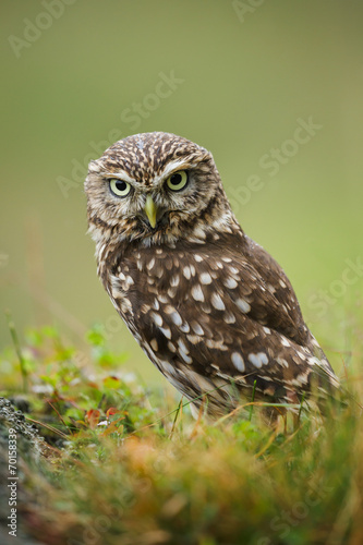 Wise little owl