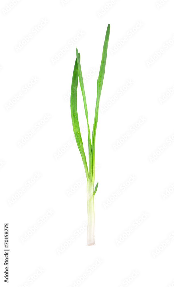 Green onion. Green onion.