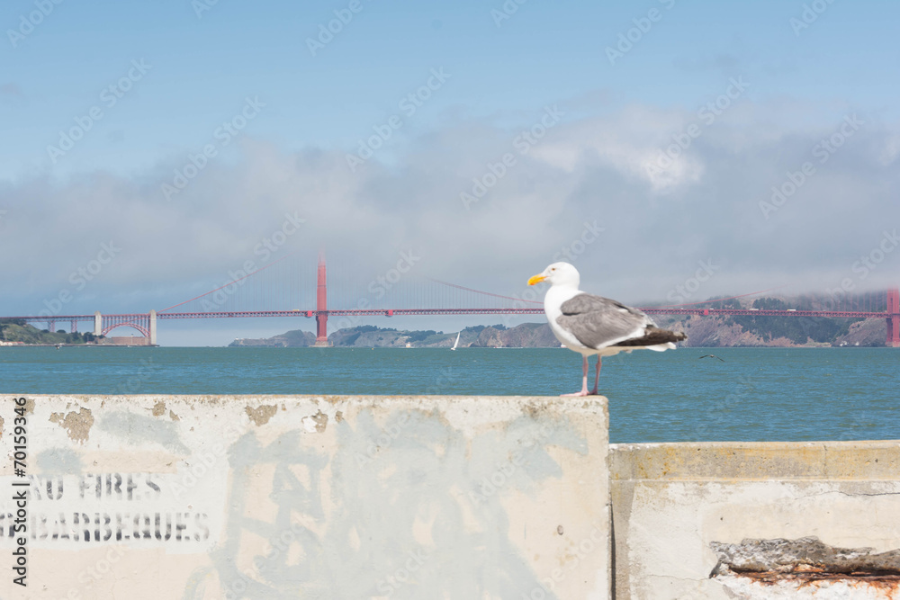 Fototapeta premium The seagull and the bridge, San Francisco
