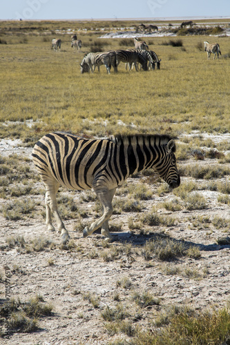 Zebras in Namibia  Africa