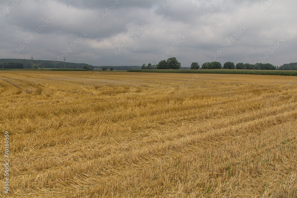 summer landscape