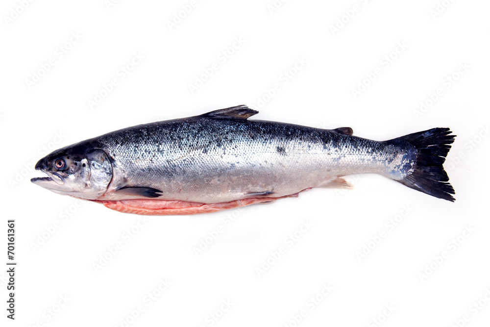 Atlantic Salmon (Salmo solar) whole fish. Atlantic Salmon (Salmo solar) whole fish.