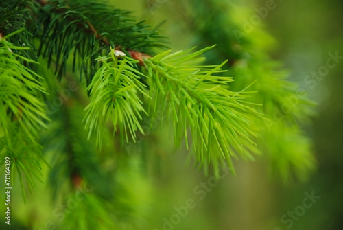 Pine needles