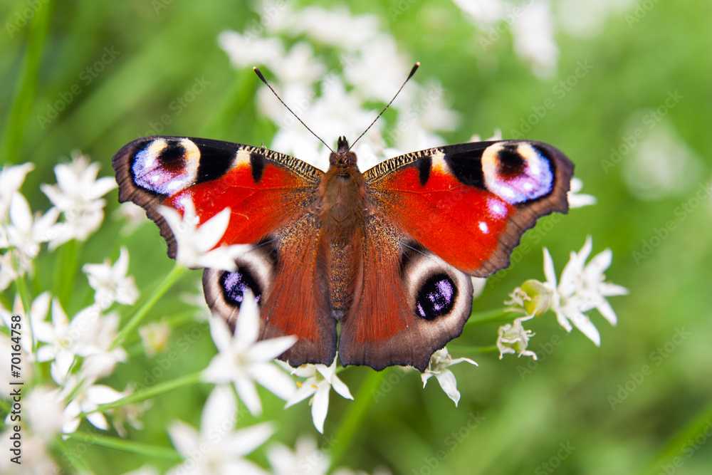 Obraz premium butterfly peacock