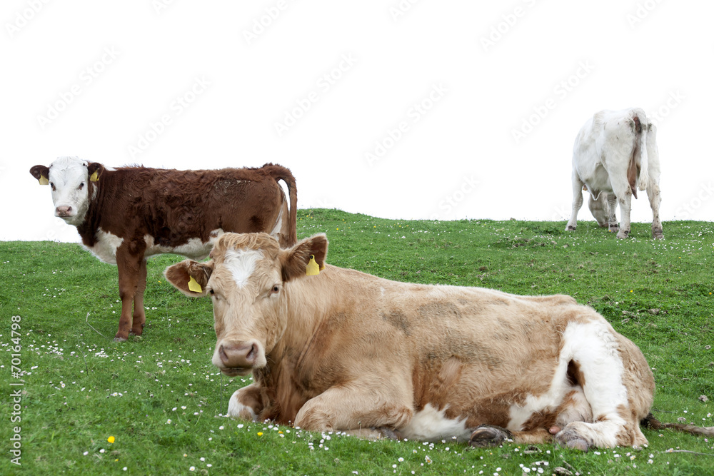 cattle feeding on the lush green grass