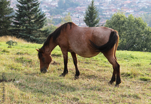 Horse
