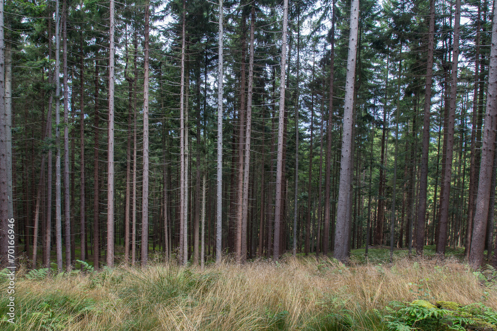 Obraz premium mountain forest