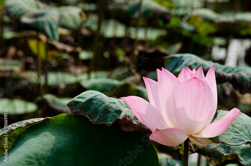 beautiful lotus in pond photo