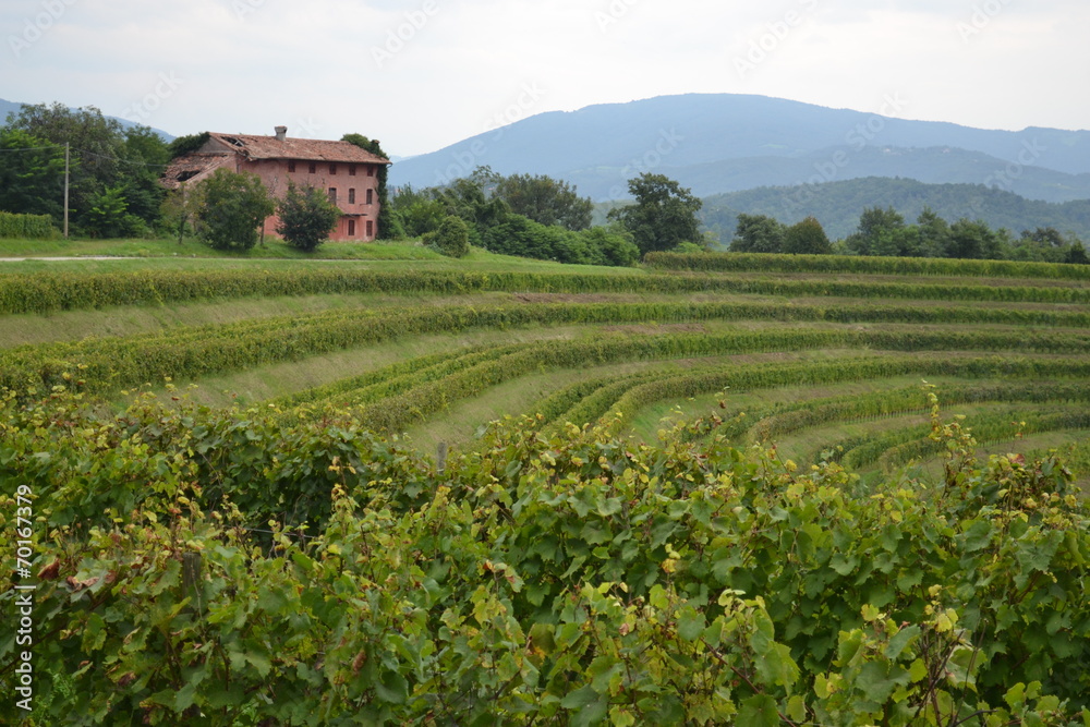 Weinbaugebiet Collio in Italien